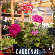 Cardenal